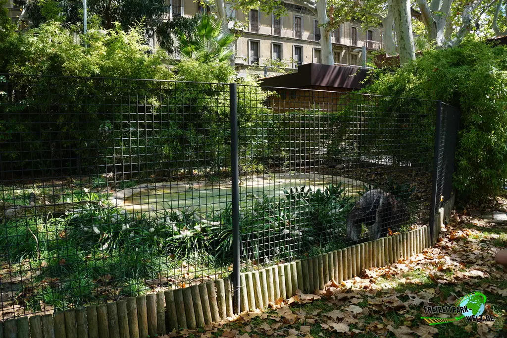 Großer Ameisenbär im Zoo Barcelona - 2025