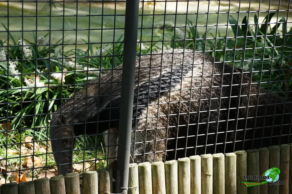 Großer Ameisenbär im Zoo Barcelona - 2025