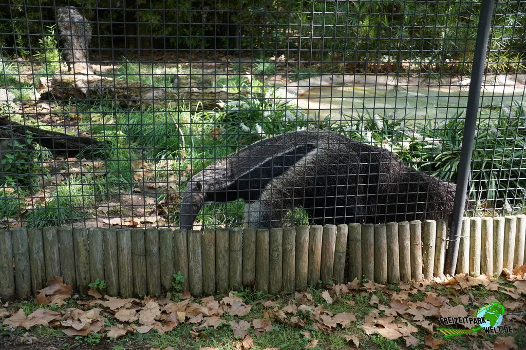 Großer Ameisenbär im Zoo Barcelona - 2025
