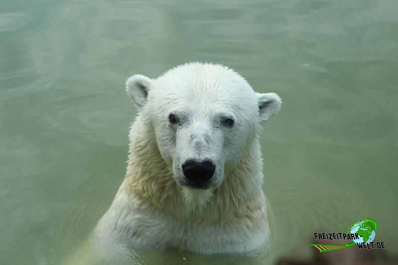 Eisbär - Zoo Berlin