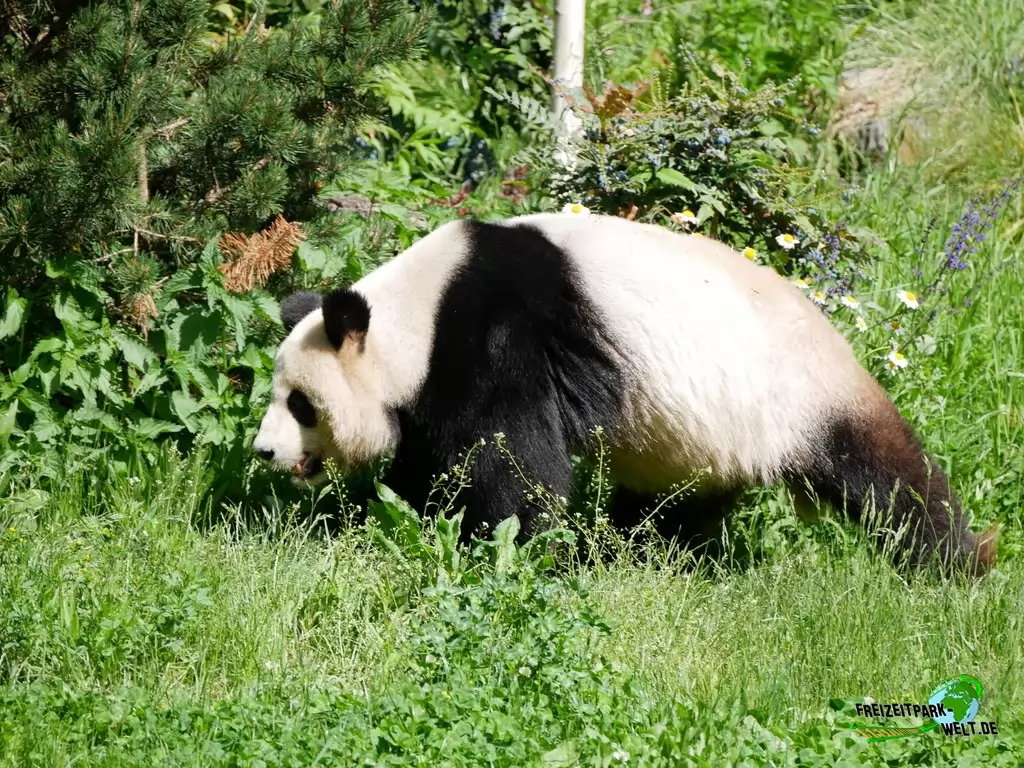 Großer Panda im Zoo Berlin - 2020