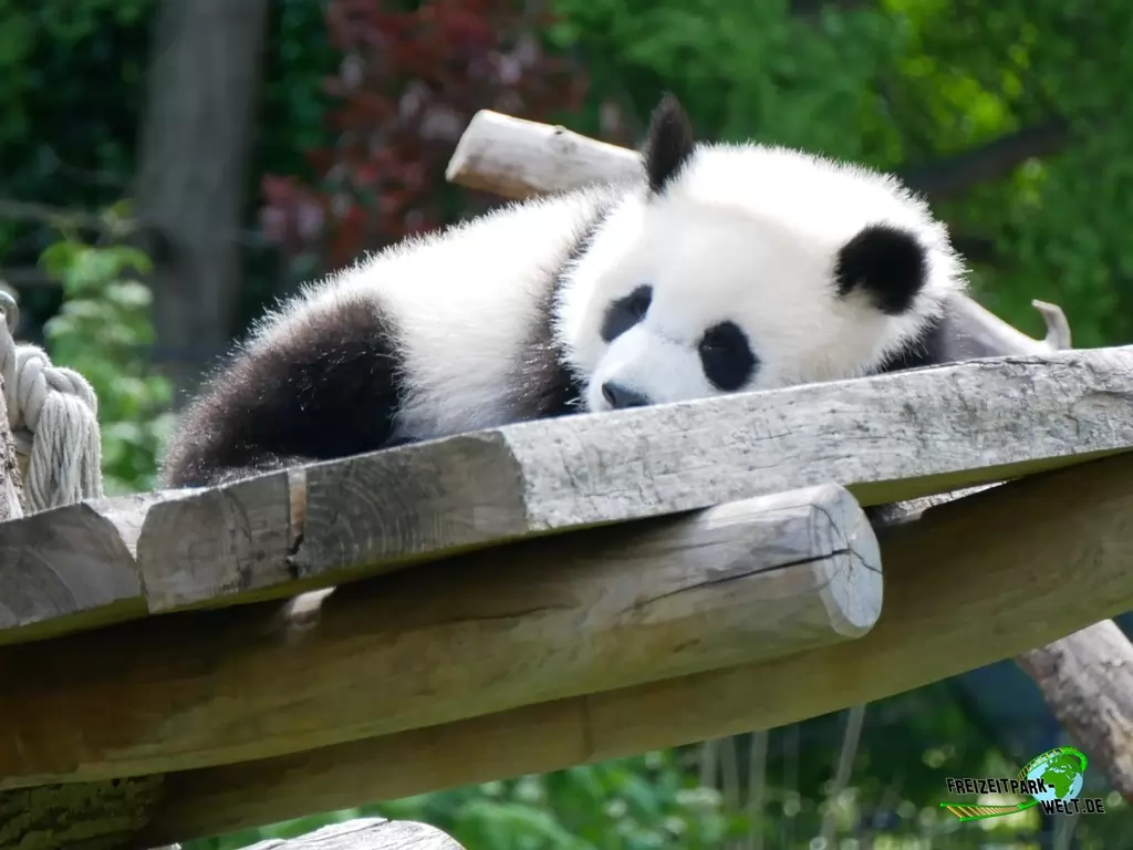 Großer Panda im Zoo Berlin - 2020