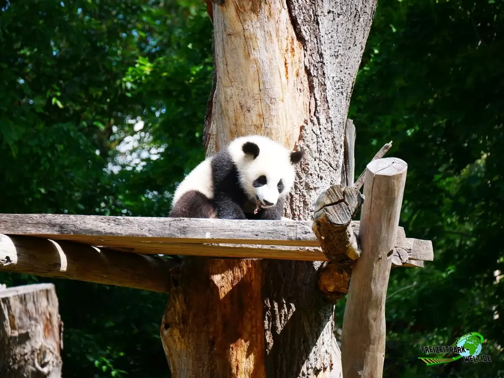 Großer Panda im Zoo Berlin - 2020