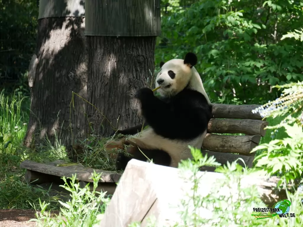 Großer Panda im Zoo Berlin - 2020