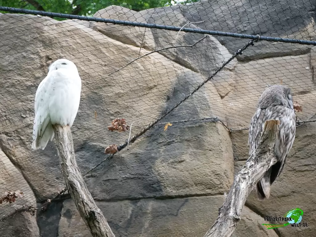 Schneeeule im Zoo Berlin - 2020