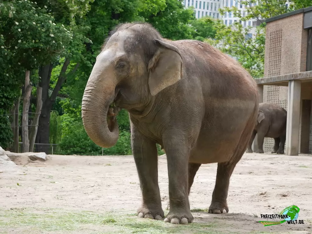 Asiatischer Elefant im Zoo Berlin - 2020