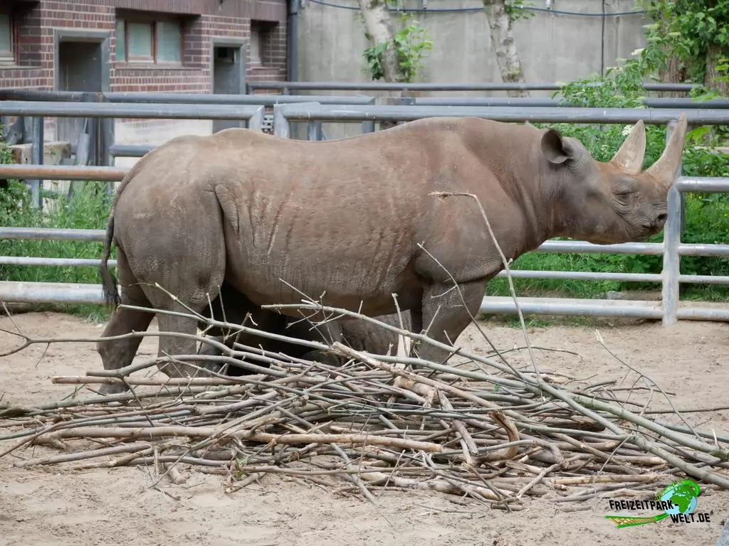 Ostafrikanisches Spitzmaulnashorn im Zoo Berlin - 2020
