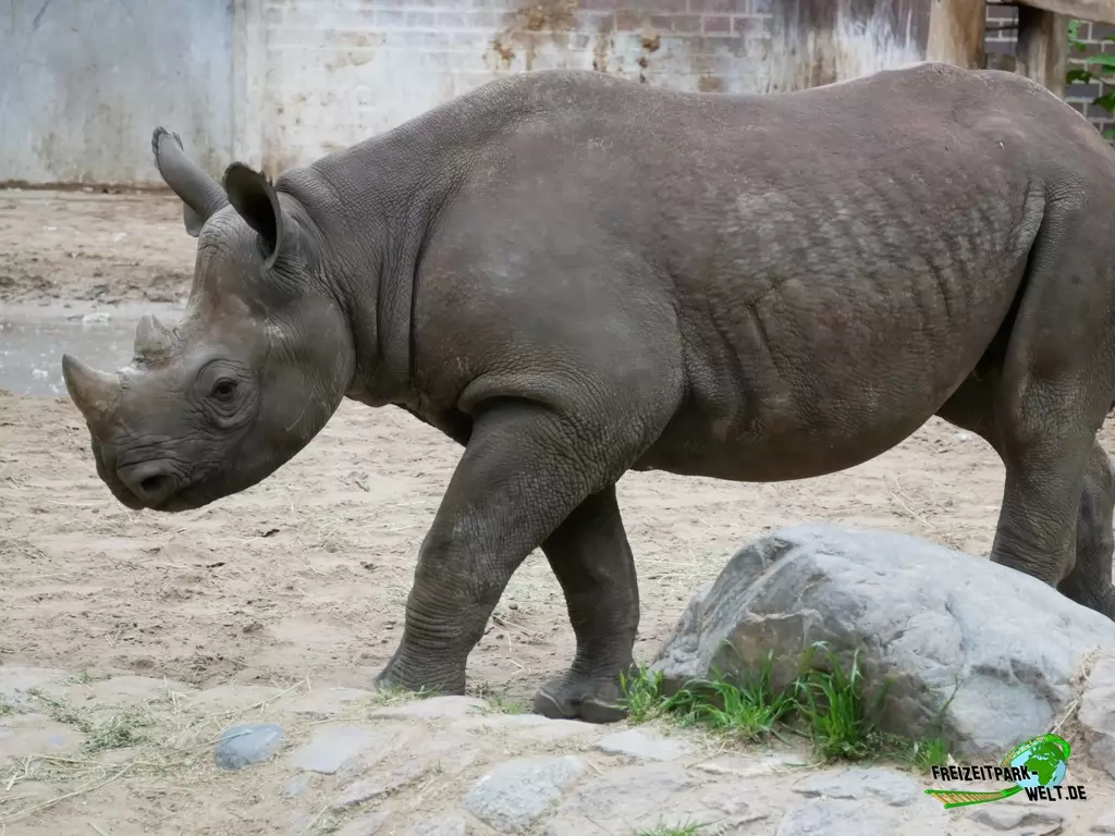 Ostafrikanisches Spitzmaulnashorn im Zoo Berlin - 2020