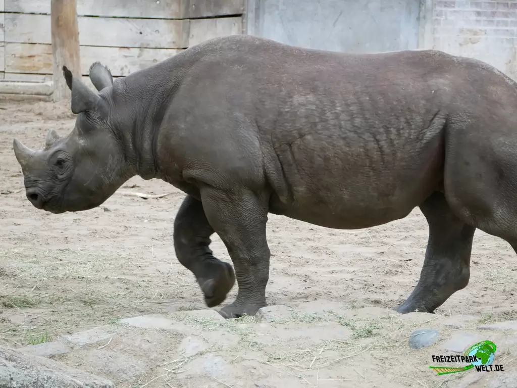Ostafrikanisches Spitzmaulnashorn im Zoo Berlin - 2020