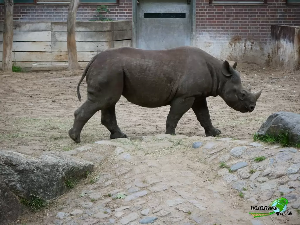 Ostafrikanisches Spitzmaulnashorn im Zoo Berlin - 2020