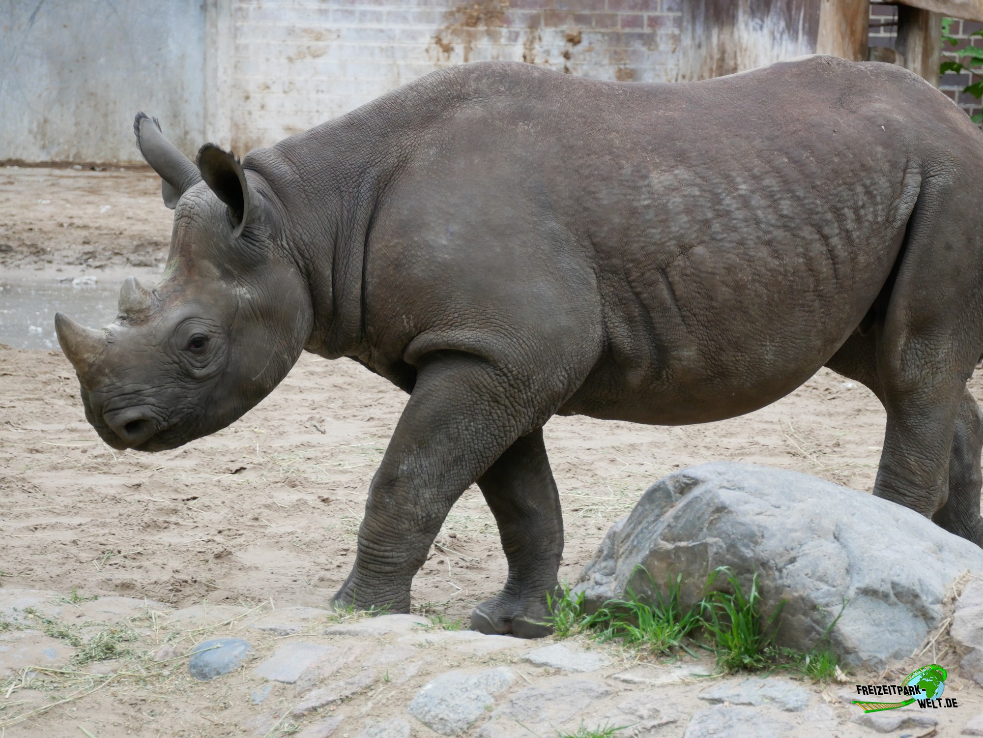 Ostafrikanisches Spitzmaulnashorn - Zoo Berlin | Freizeitpark-Welt.de