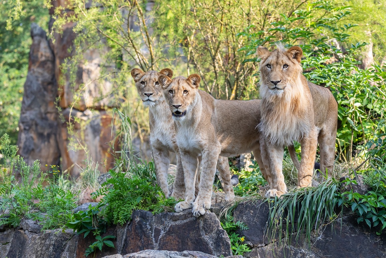 Neue Erlebniswelt im Zoo Berlin Zoo Berlin