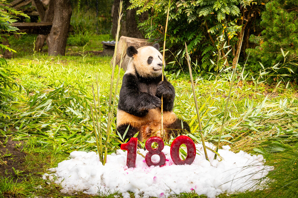 Jiao Qing_ 180 Jahre Zoo Berlin_2.jpg