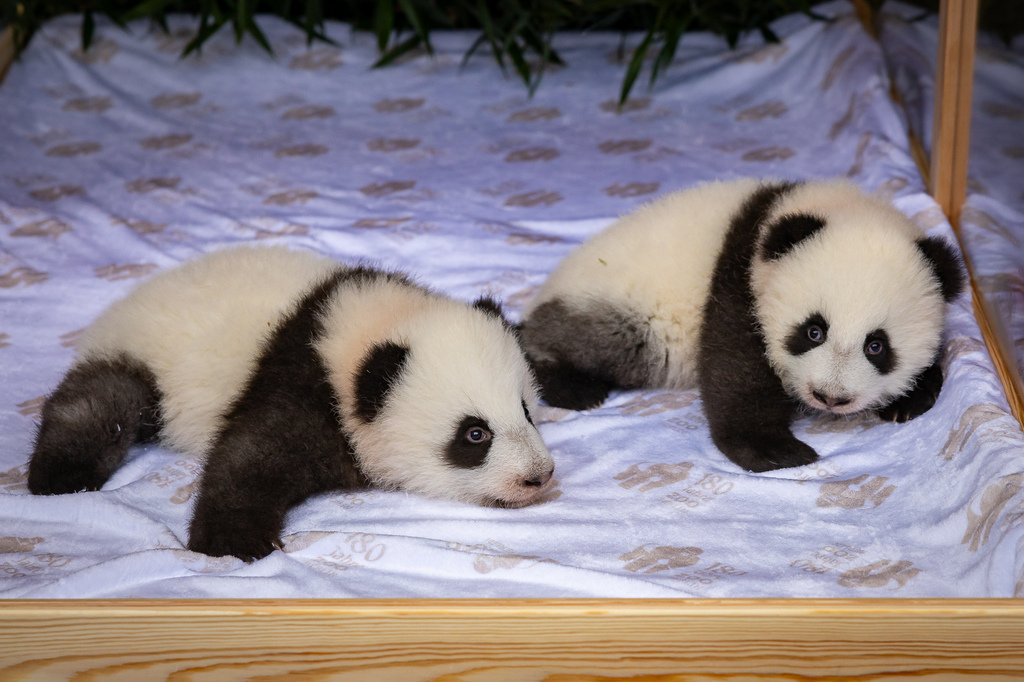 Groer Panda_Leni und Lotti_Zoo Berlin.jpg