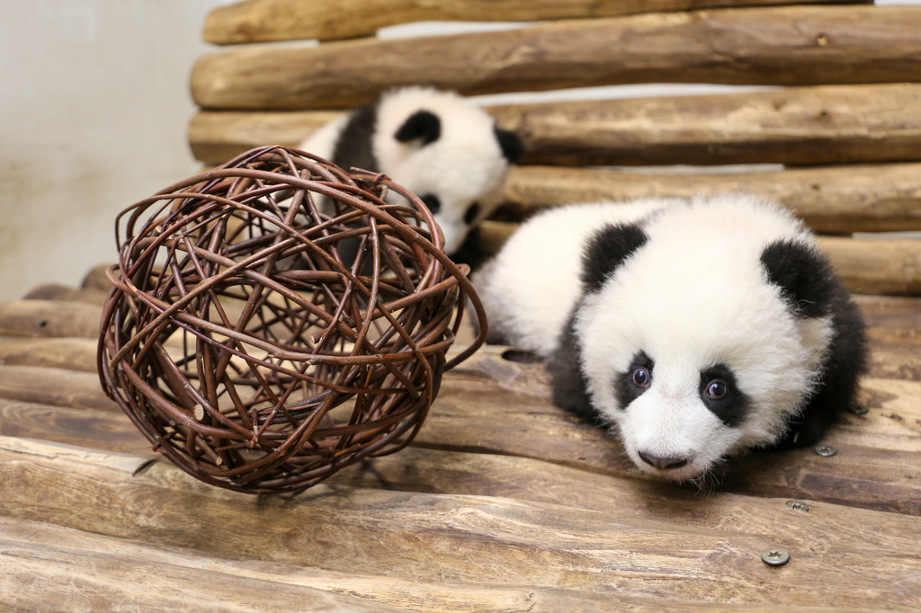 Panda_2_ZooBerlin.jpg