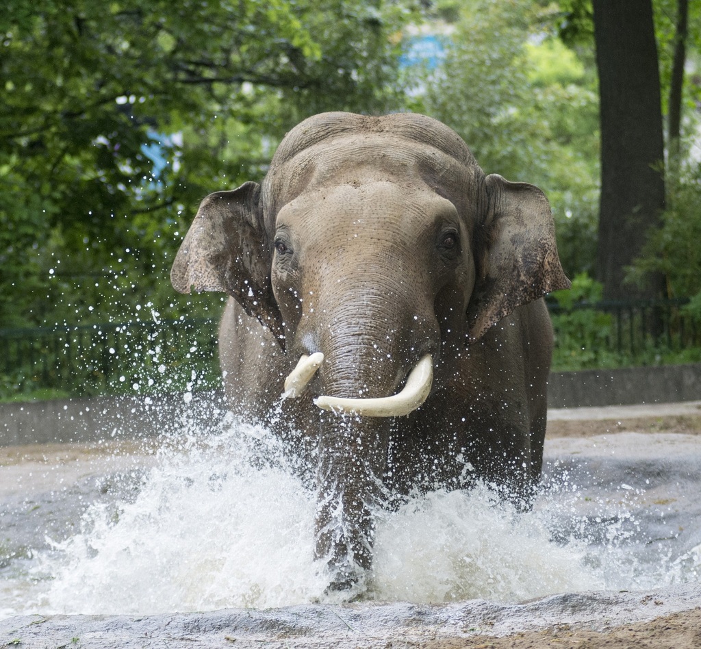 Asiatischer Elefant Victor_7565.jpg