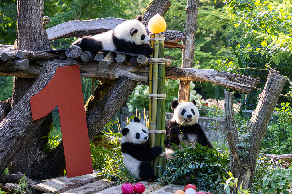 Geburtstag_Zwillinge_Groer_Panda_ZooBerlin.jpg