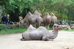 Teaserfoto Zoo Braunschweig