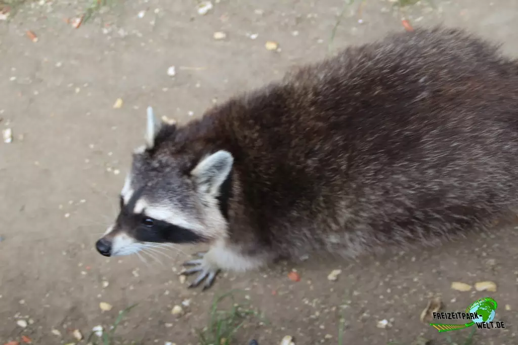 Waschbär im Zoo Braunschweig - 2021