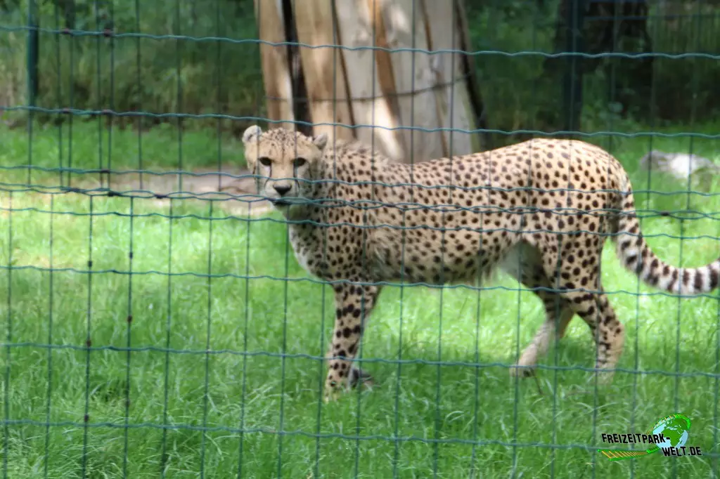 Gepard im Zoo Braunschweig - 2021
