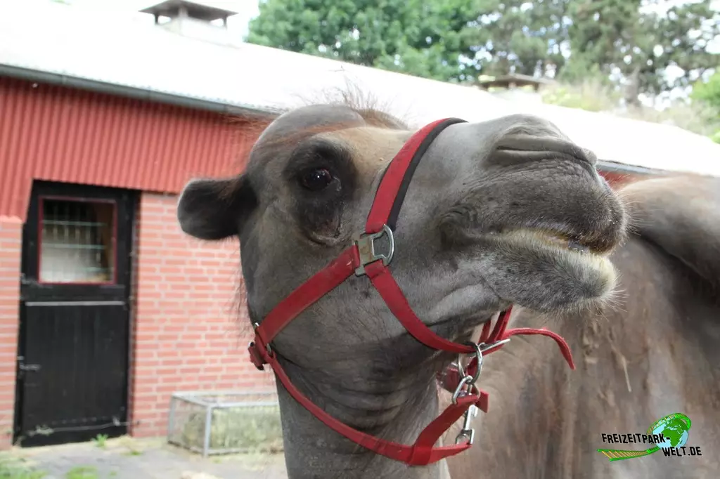Trampeltier im Zoo Braunschweig - 2021