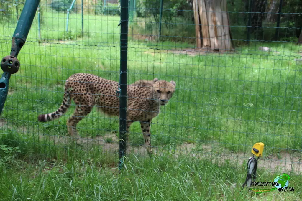 Gepard im Zoo Braunschweig - 2021