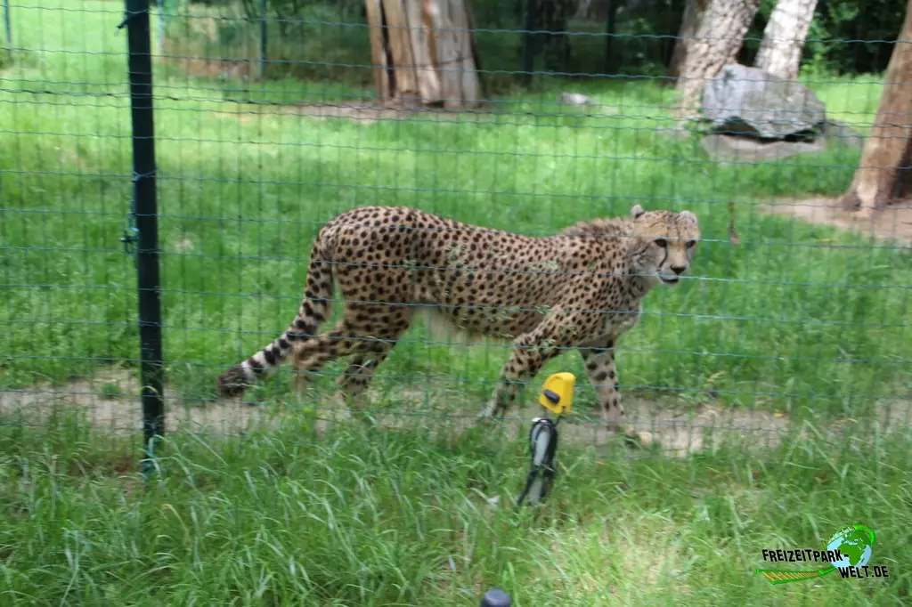 Gepard im Zoo Braunschweig - 2021