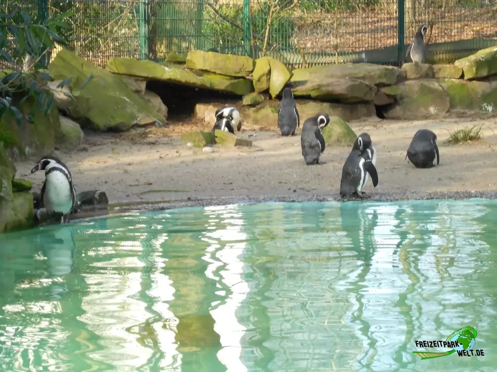 Humboldt-Pinguine im Zoo Dortmund - 2015