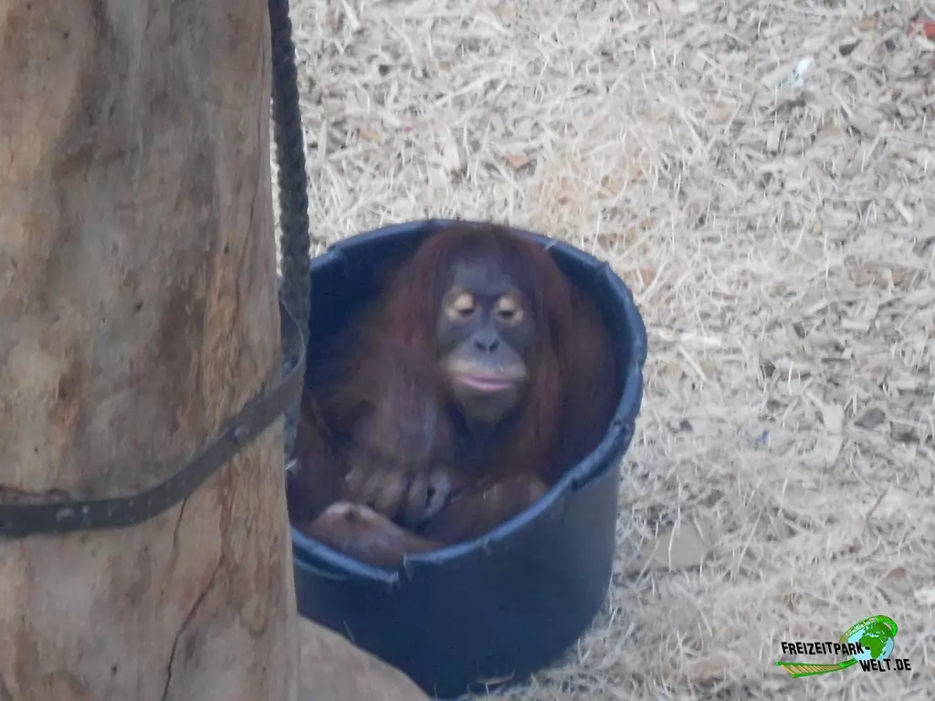 Orang-Utan im Zoo Dortmund - 2015
