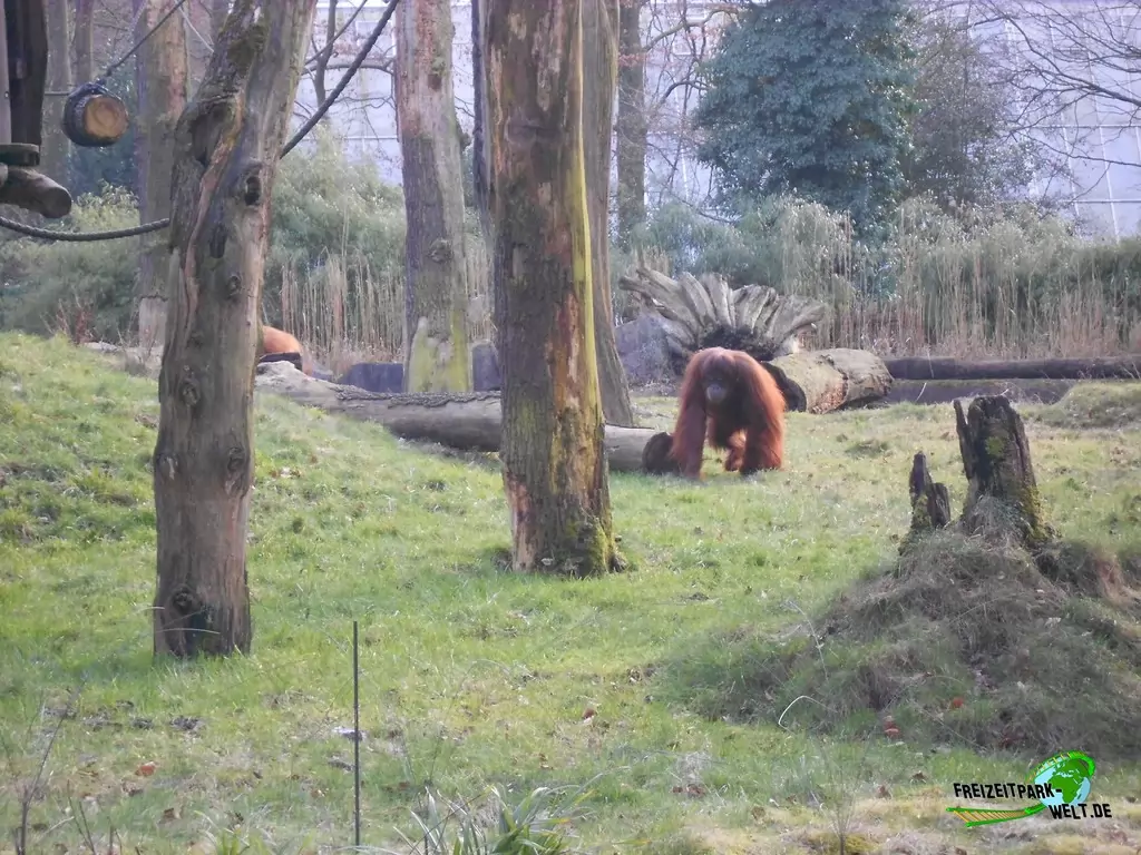 Orang-Utan im Zoo Dortmund - 2015
