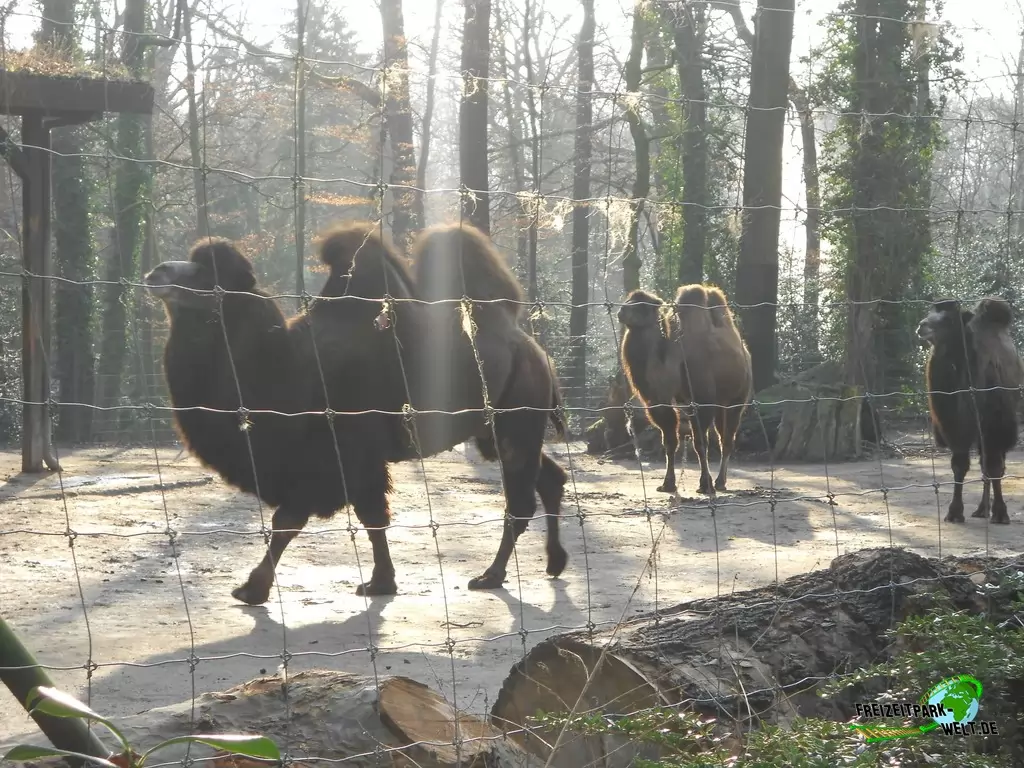 Trampeltier im Zoo Dortmund - 2015