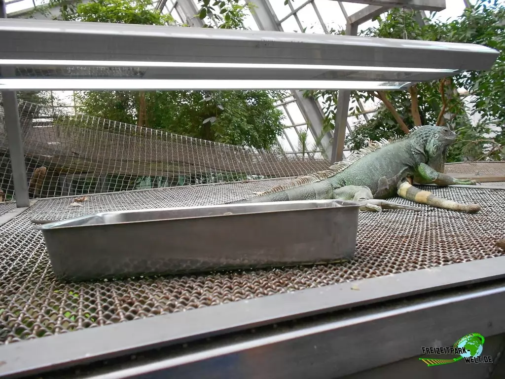 Grüner Leguan im Zoo Dortmund - 2015
