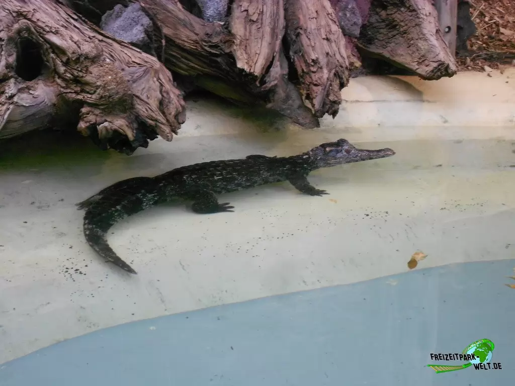 Keilkopf-Glattstirnkaiman im Zoo Dortmund - 2015