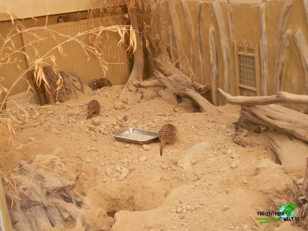 Erdmännchen im Zoo Dortmund - 2015
