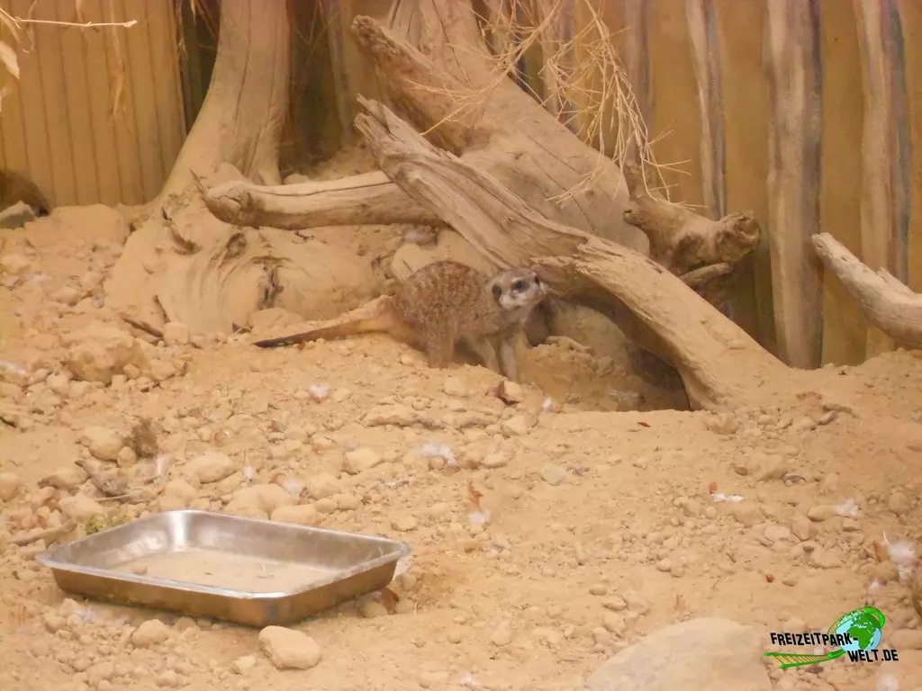 Erdmännchen im Zoo Dortmund - 2015