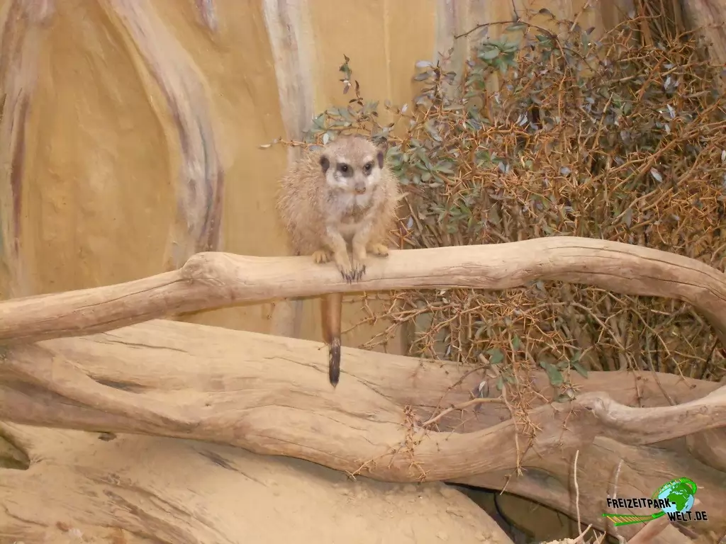 Erdmännchen im Zoo Dortmund - 2015