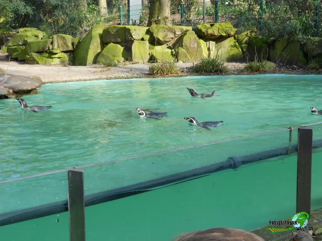 Humboldt-Pinguine im Zoo Dortmund - 2015