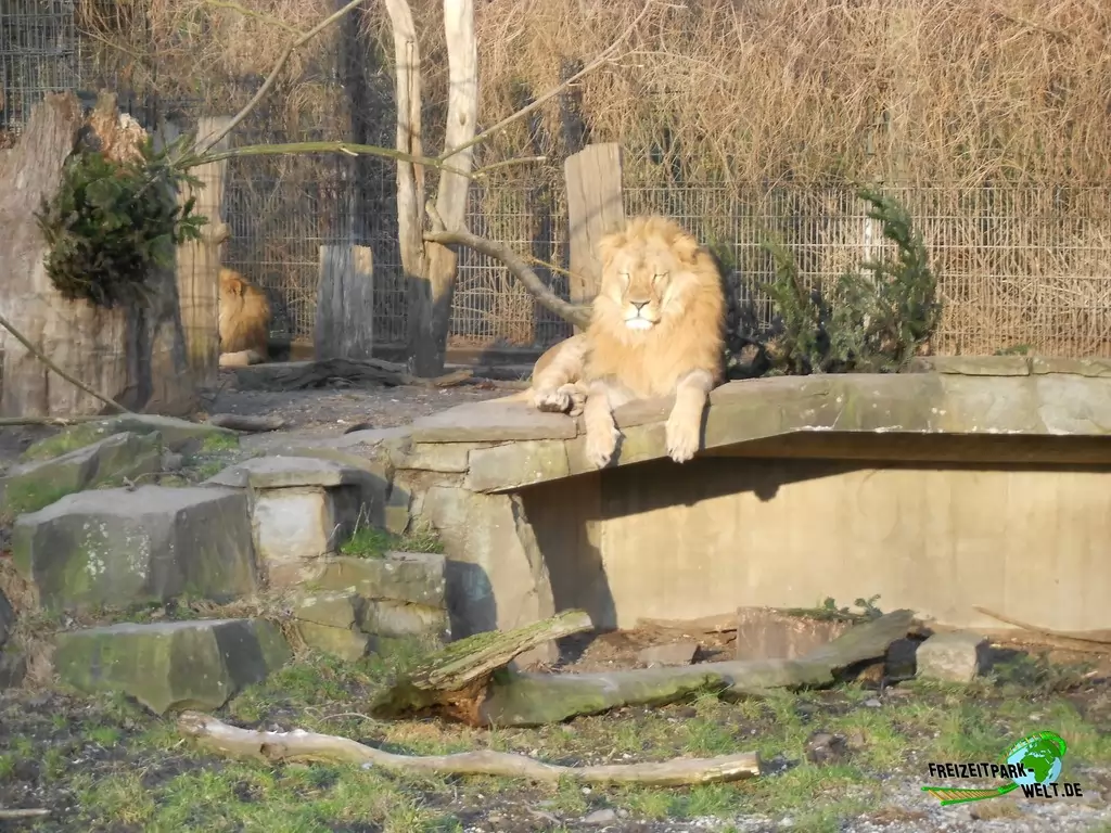 Asiatischer Löwe im Zoo Dortmund - 2015