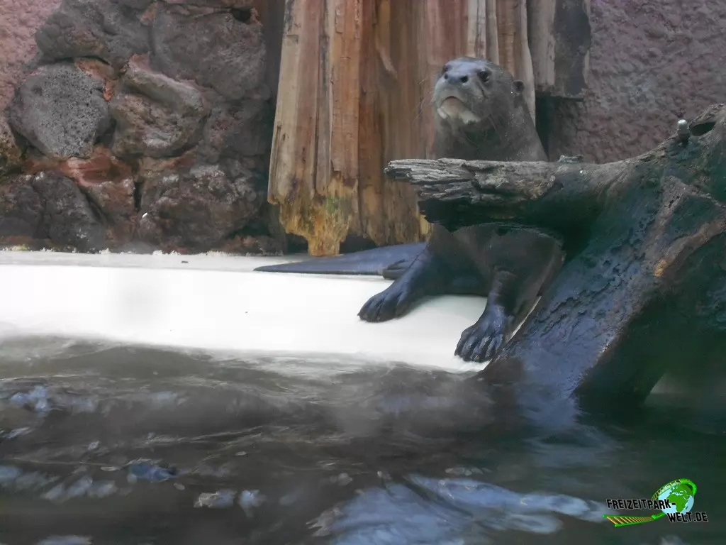 Riesenotter im Zoo Dortmund - 2015