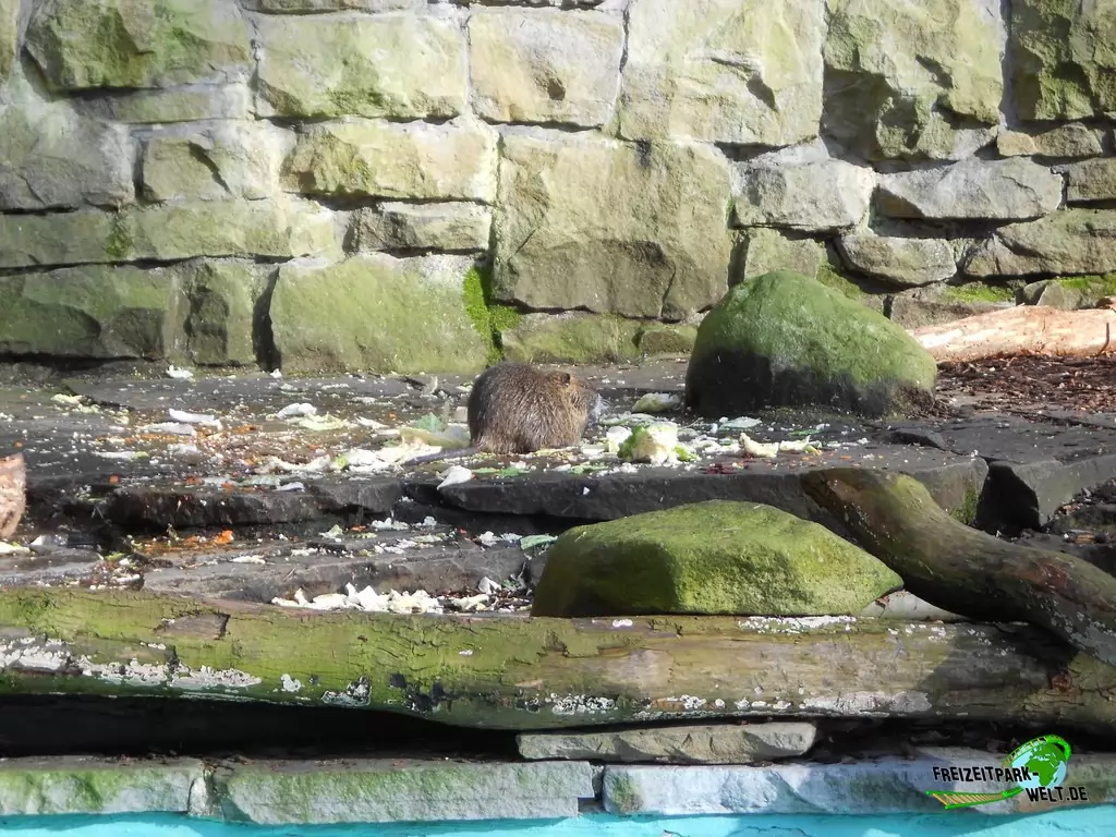 Nutria im Zoo Dortmund - 2015