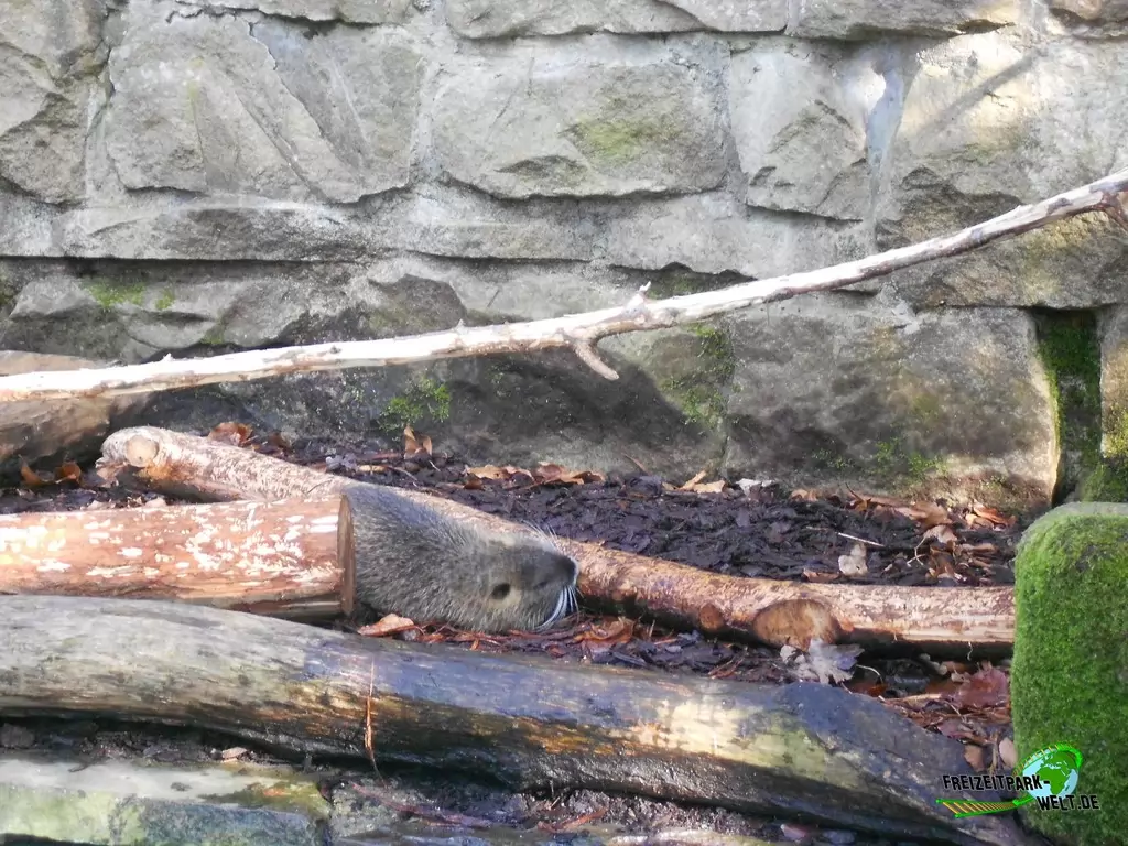 Nutria im Zoo Dortmund - 2015