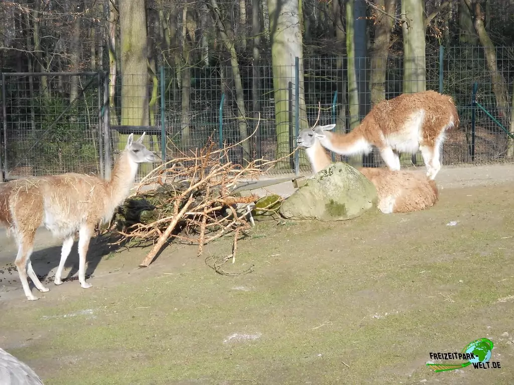 Guanako im Zoo Dortmund - 2015
