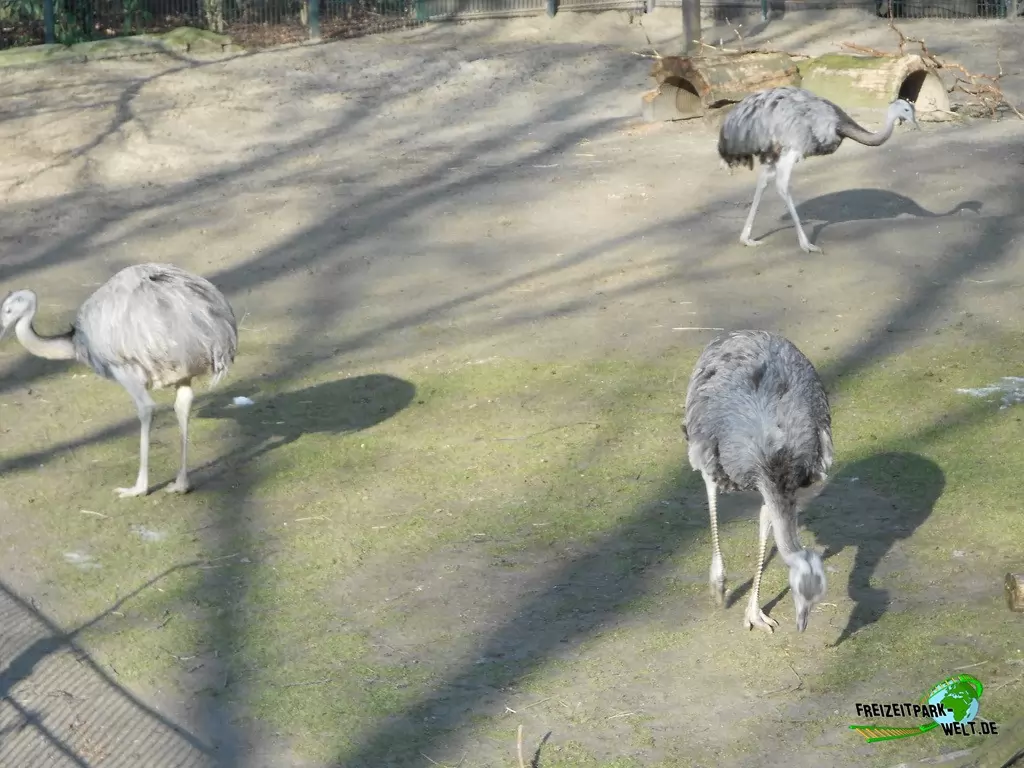 Nandu im Zoo Dortmund - 2015