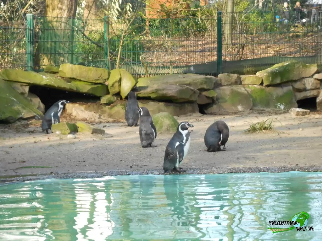 Humboldt-Pinguine im Zoo Dortmund - 2015