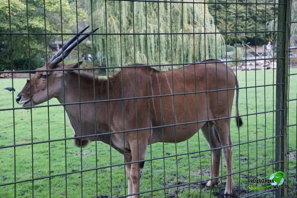 Elenantilope im Zoo Dortmund - 2014