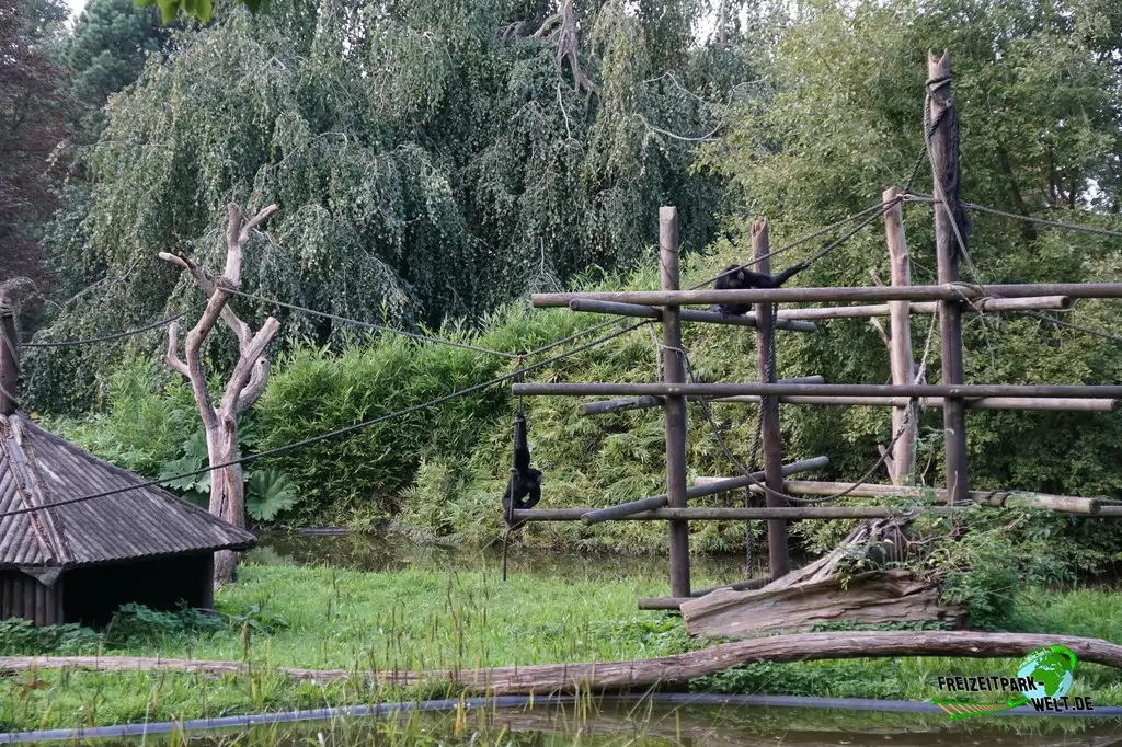 Siamang im Zoo Dortmund - 2014