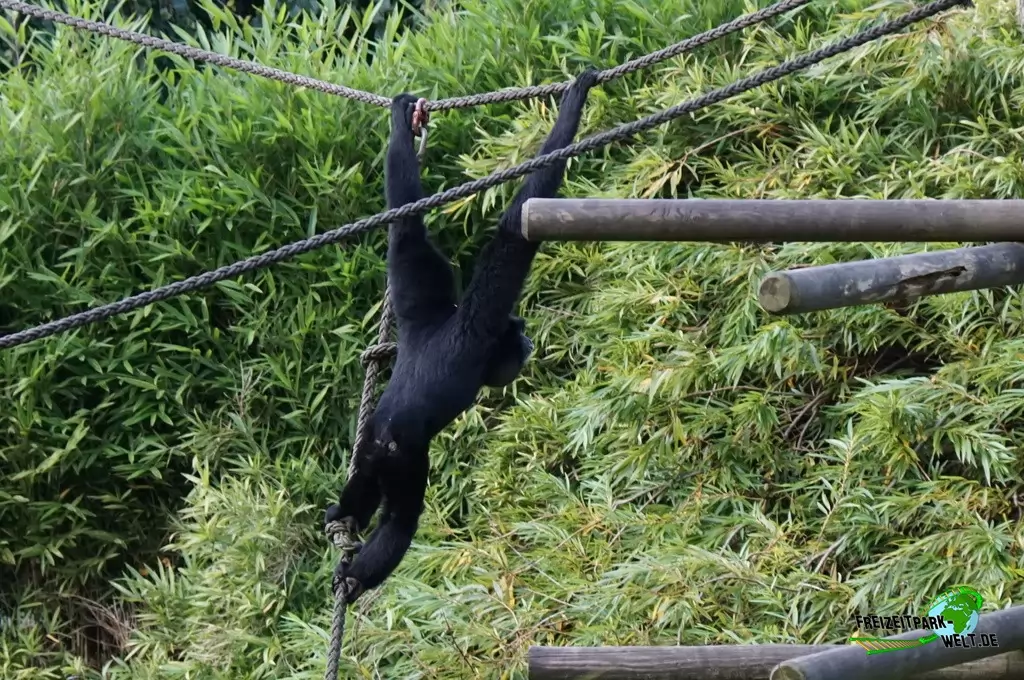 Siamang im Zoo Dortmund - 2014