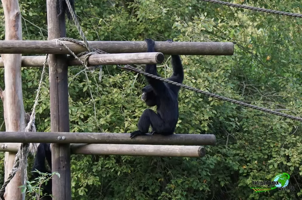 Siamang im Zoo Dortmund - 2014