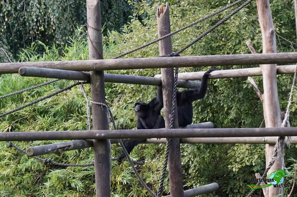 Siamang im Zoo Dortmund - 2014