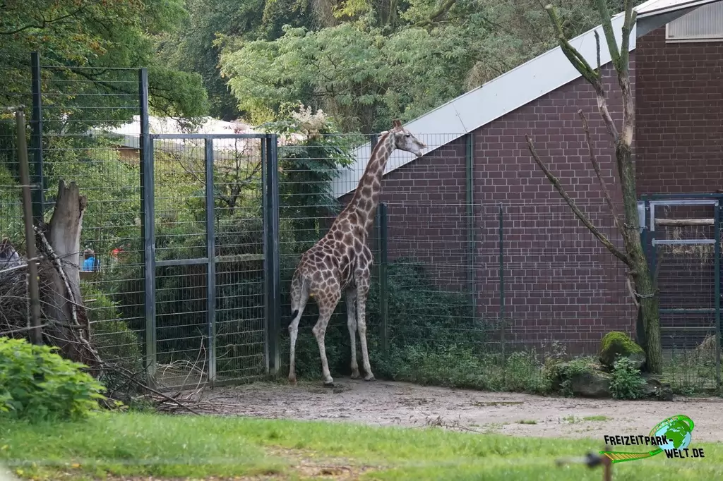 Giraffe im Zoo Dortmund - 2014